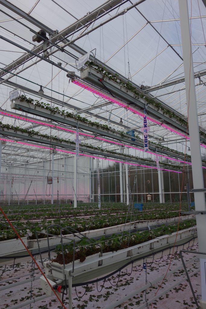 LED lighting in a glasshouse