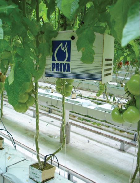 Measuring box attached to tomato plants