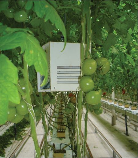 Plant sensors on a tomato plant