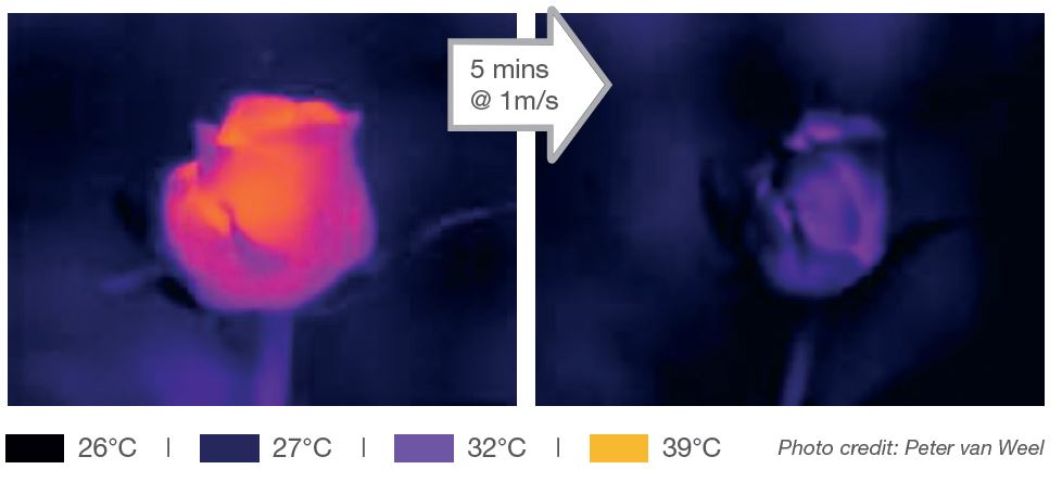 The thermal image on the left shows a rose flower approaching 39°C while the rest of the plant and the ambient air are much cooler.