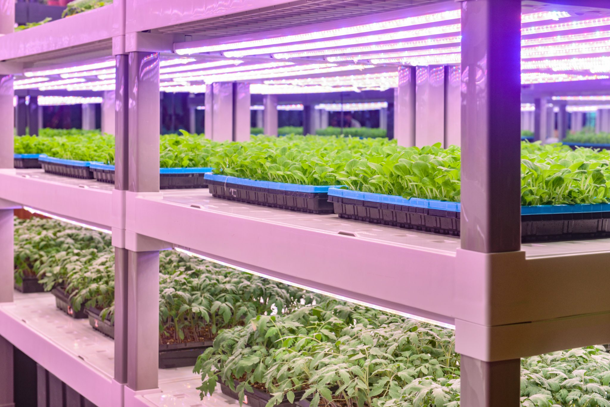 the-ups-and-downs-of-vertical-farming-growsave